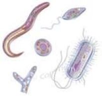 паразити, живеещи в човешкото тяло